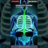 Human Digestive System Animation | Human Anatomy | Bio AI Art | 65