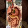 Internal View of Elephant's Digestive System Animation | Animals AI Art | 12