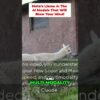 Meta's Llama 4: The AI Models That Will Blow Your Mind!