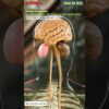 Stress hormones affecting the gut-brain axis Animation | Digestive System | Gut AI Art | 07