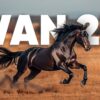 Generate FREE AI Videos With Wan 2.1: The BEST Model! | ComfyUI Tutorial