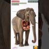 Internal View of Elephant's Digestive System Animation | Animals AI Art | 132