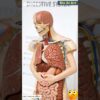 Animations of Human Digestive System | Bio AI Art | 25