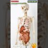 Digestive System Animation | Gut AI Art | 192
