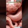 Illustration of Digestive System Animations | Gut AI Art | 05