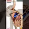Elephant's Digestive System Animation | Animals AI Art | 80